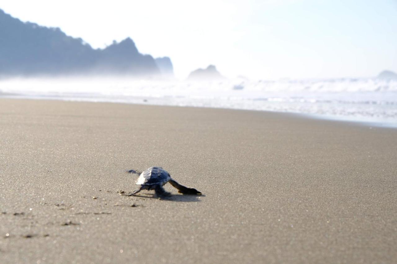 Java Turtle Lodge Meru Betiri Banyuwangi  Exteriör bild