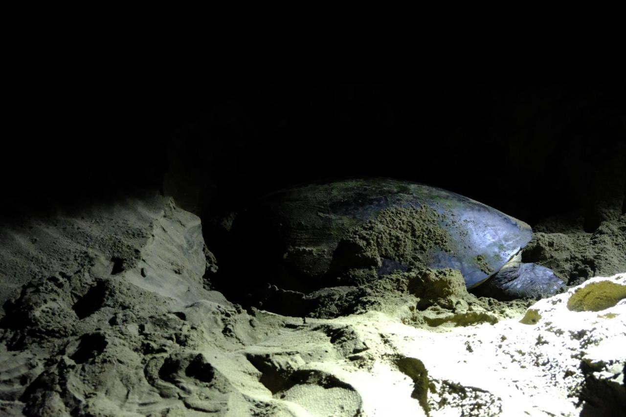 Java Turtle Lodge Meru Betiri Banyuwangi  Exteriör bild