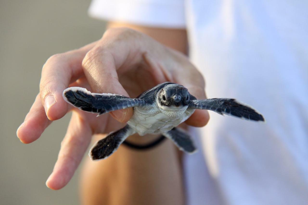Java Turtle Lodge Meru Betiri Banyuwangi  Exteriör bild