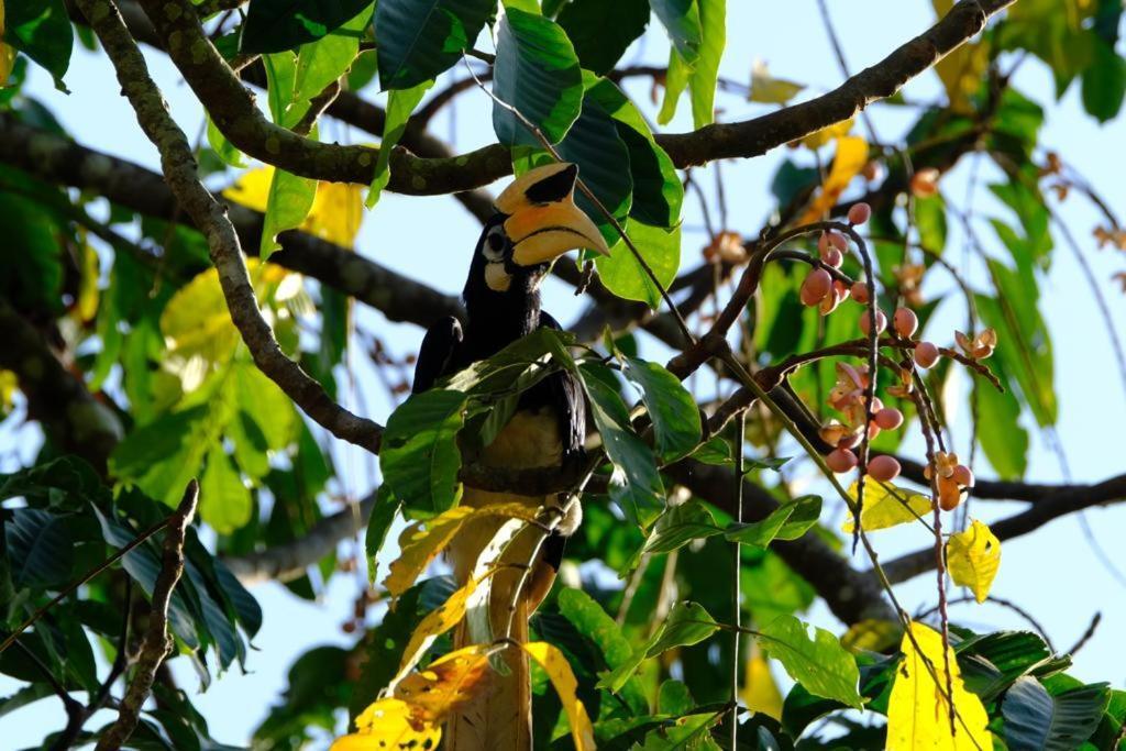 Java Turtle Lodge Meru Betiri Banyuwangi  Exteriör bild